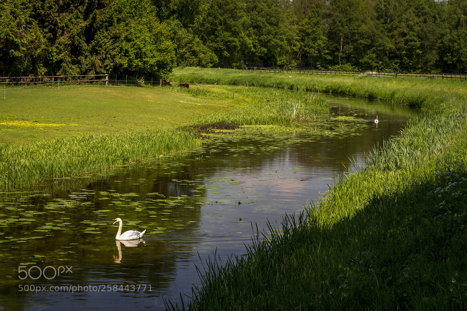 Canon EOS 7D sample photo. Swan3 photography