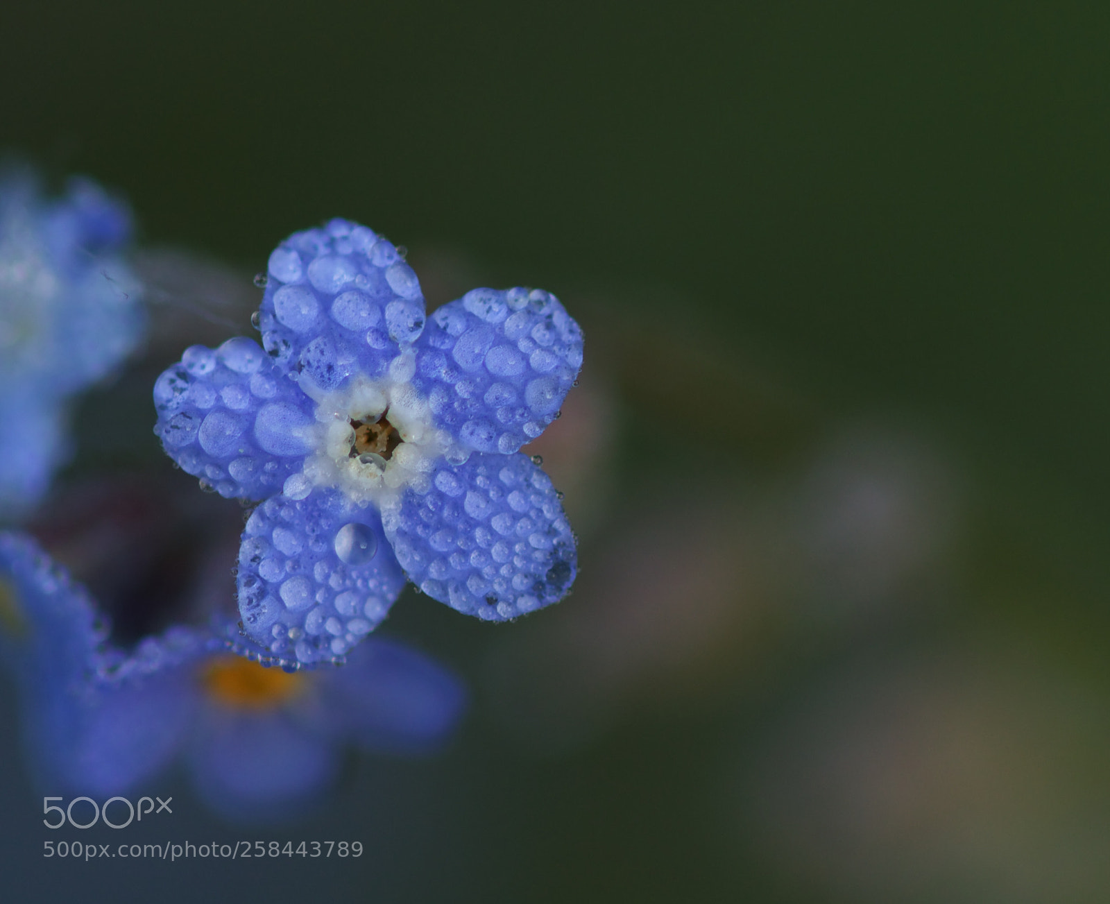 Canon EOS 77D (EOS 9000D / EOS 770D) sample photo. H2o ii photography