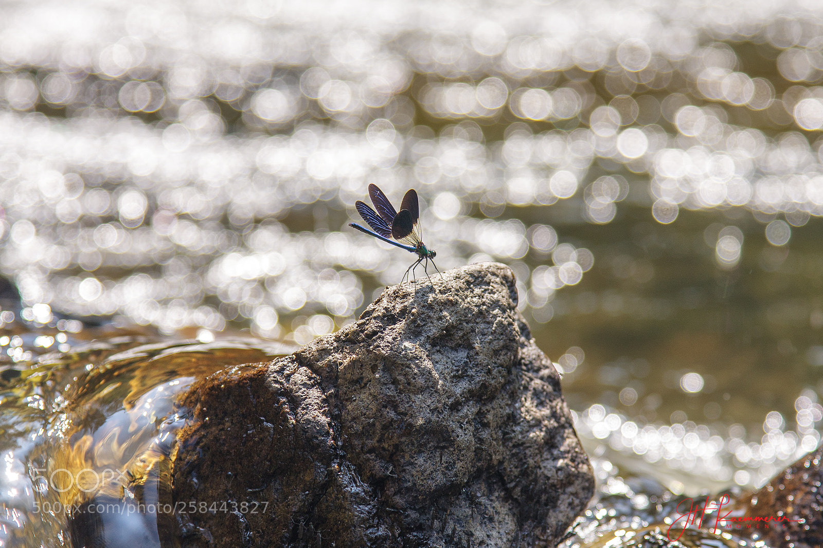 Canon EOS 40D sample photo. Come fly with me photography