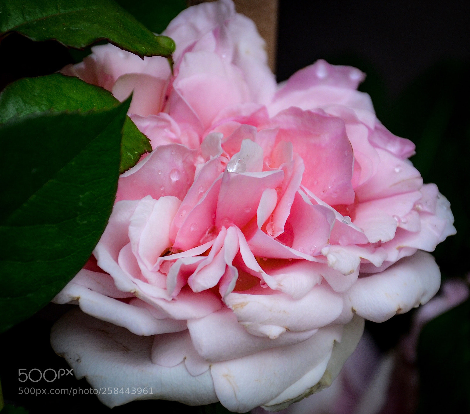 Nikon D7000 sample photo. Rose photography