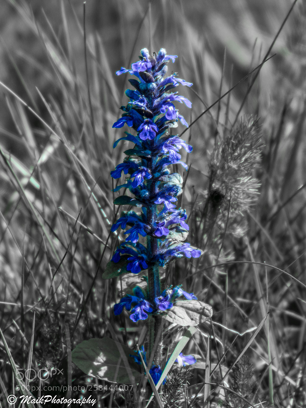 Canon EOS 7D Mark II sample photo. Rittersporn als colorkey photography