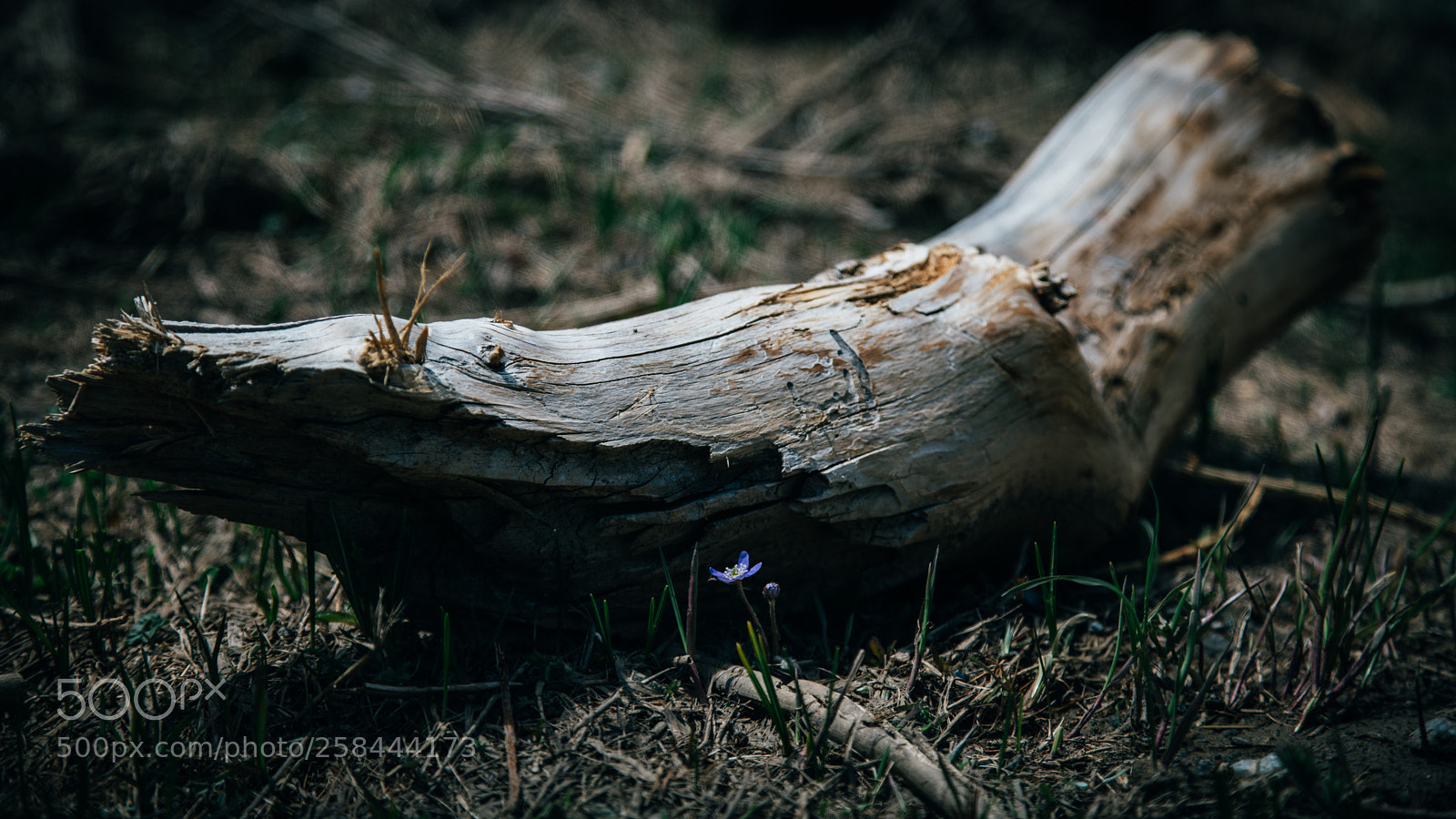 Sony a7R II sample photo. Untitled photography