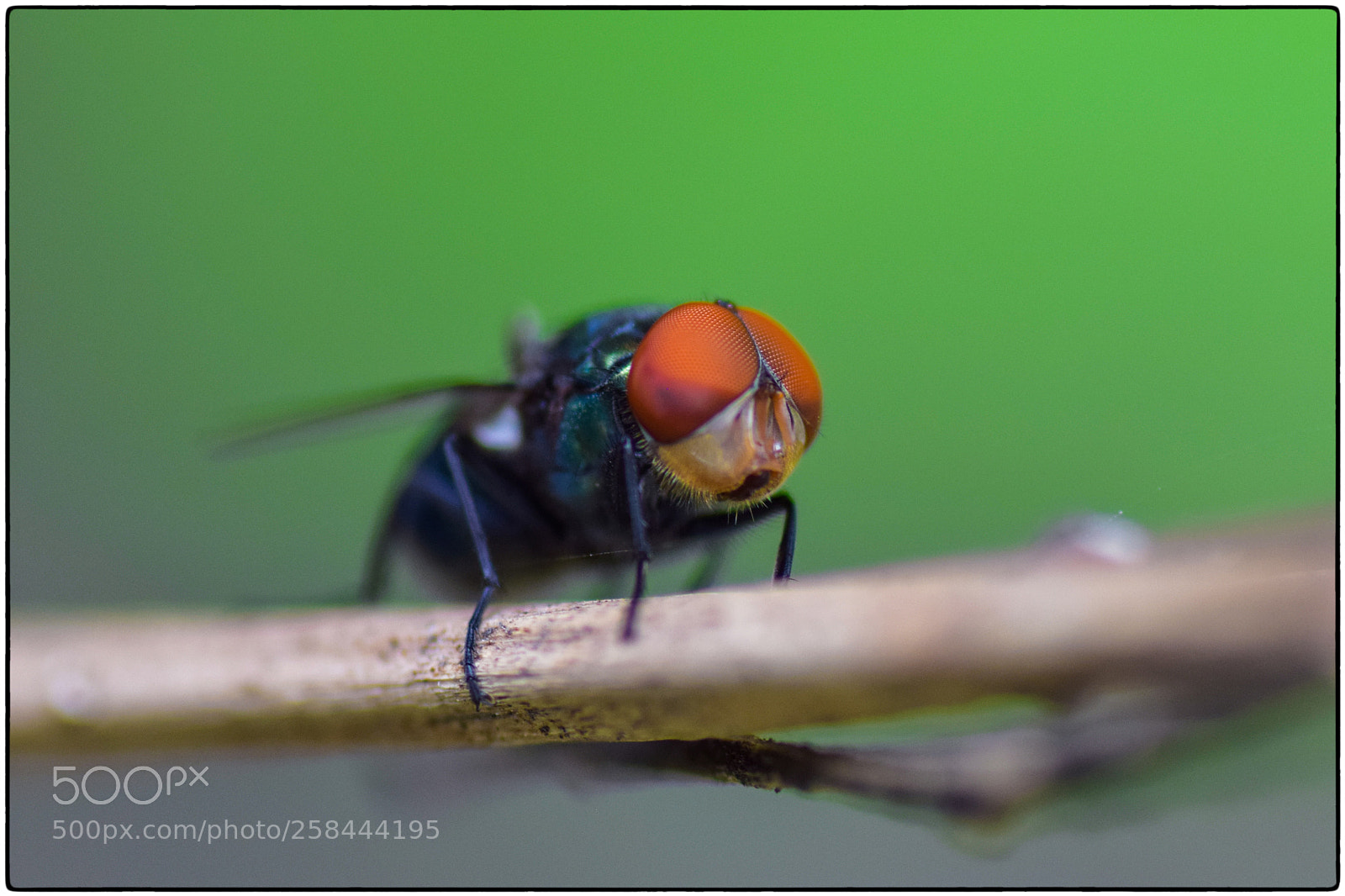 Nikon D5300 sample photo. Fly photography
