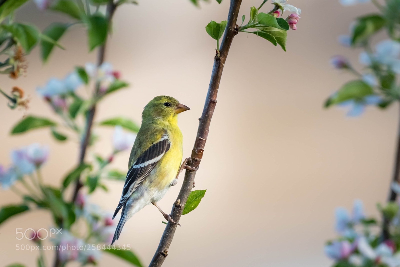 Canon EOS 7D Mark II sample photo. Goldfinch photography
