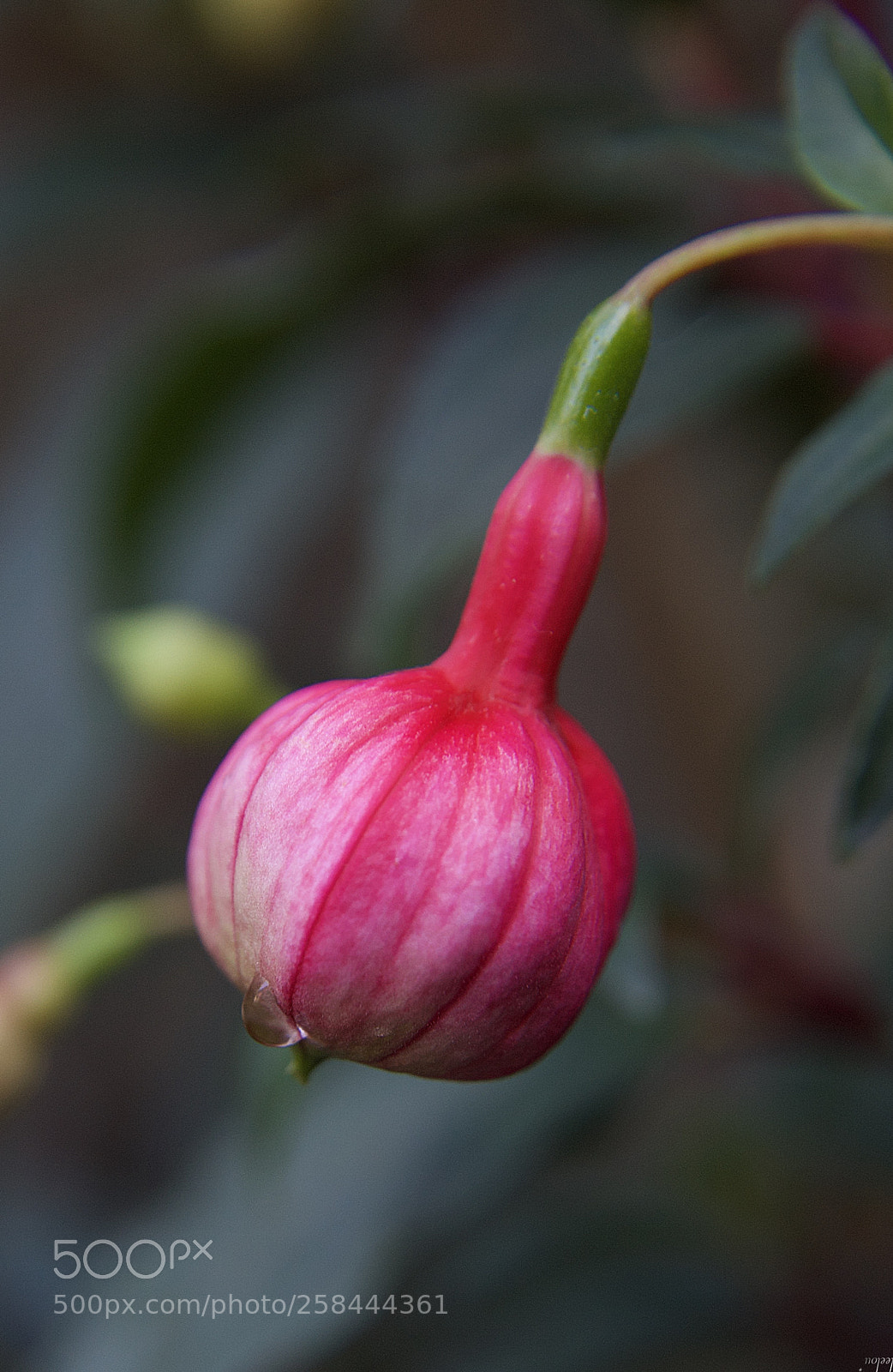 Nikon D3100 sample photo. Tear... photography