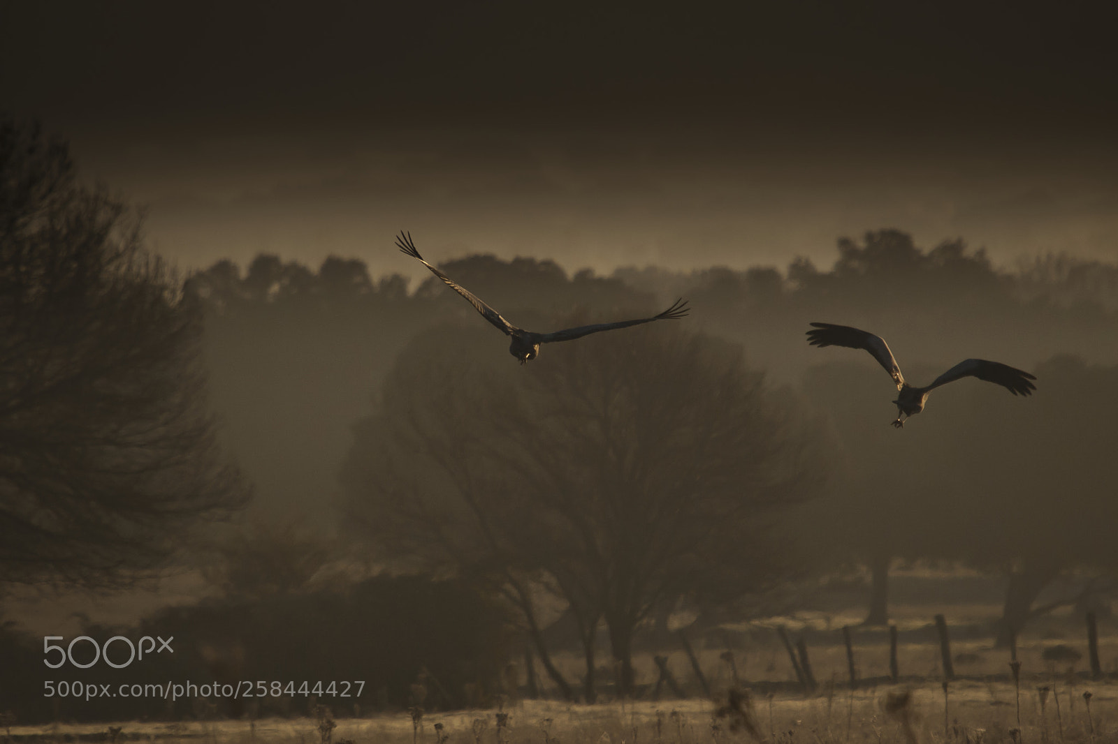 Olympus E-3 sample photo. Grullas en la niebla photography