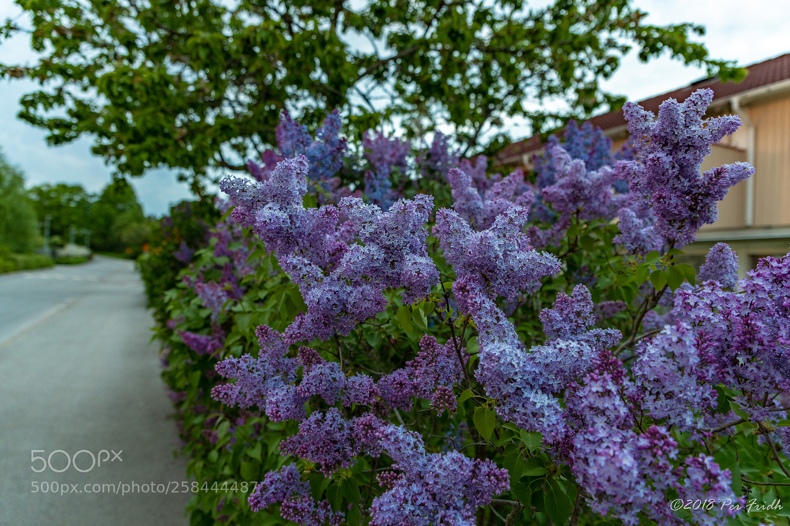 Nikon D850 sample photo. Flower power photography