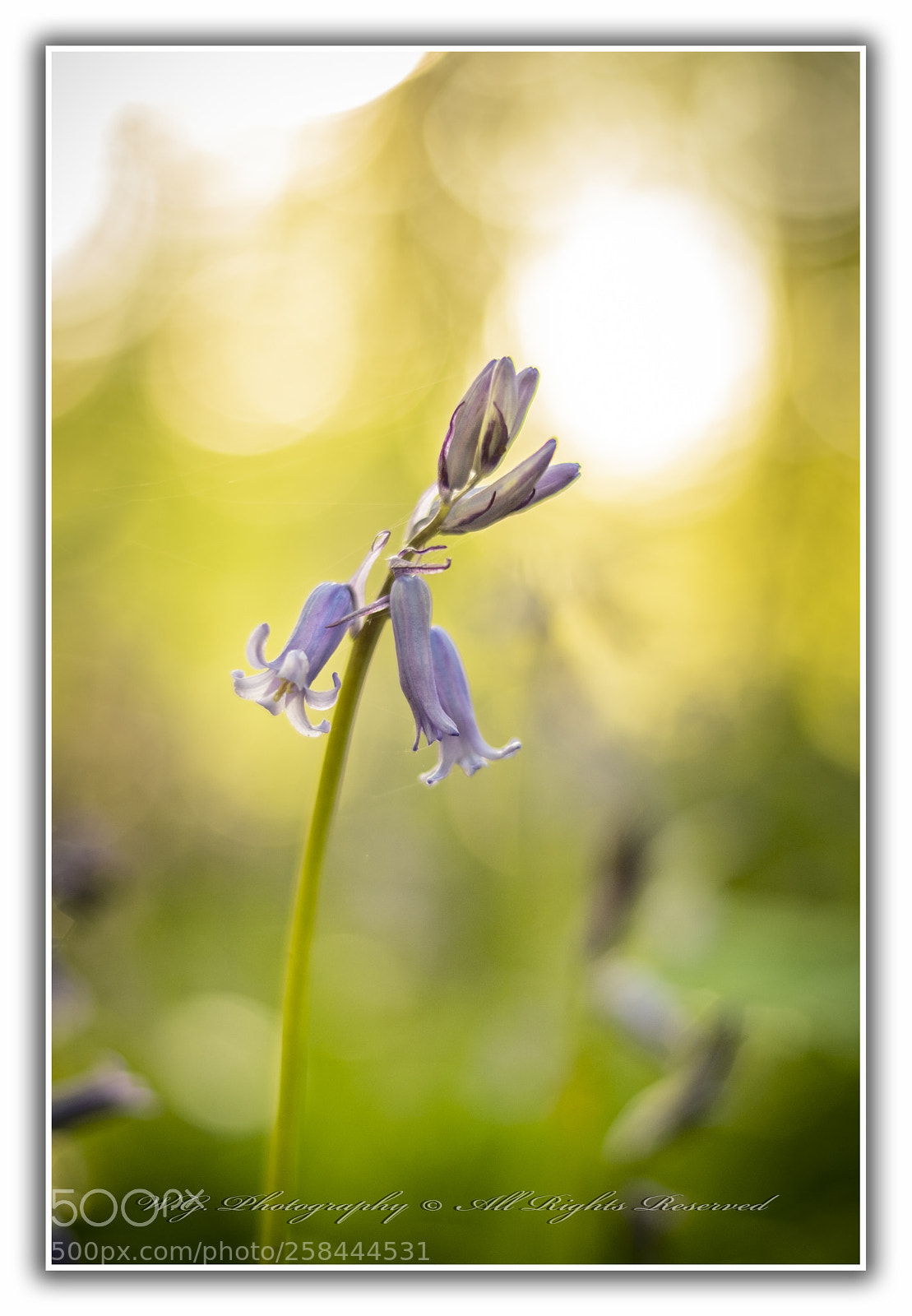 Fujifilm X-T2 sample photo. "bluebell" photography