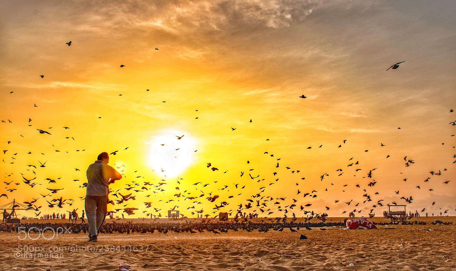 Nikon D5600 sample photo. Pigeons feeding in marina photography