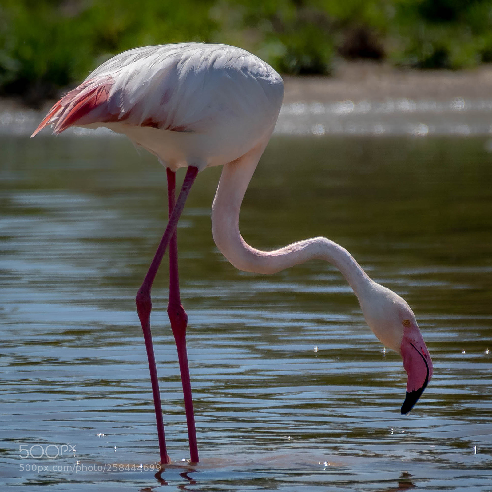 Nikon D500 sample photo. Pinky photography