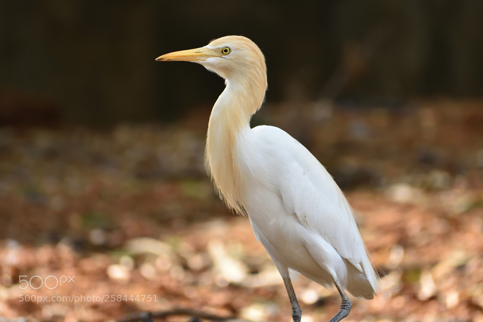 Nikon D3400 sample photo. Yellow shaded heron photography