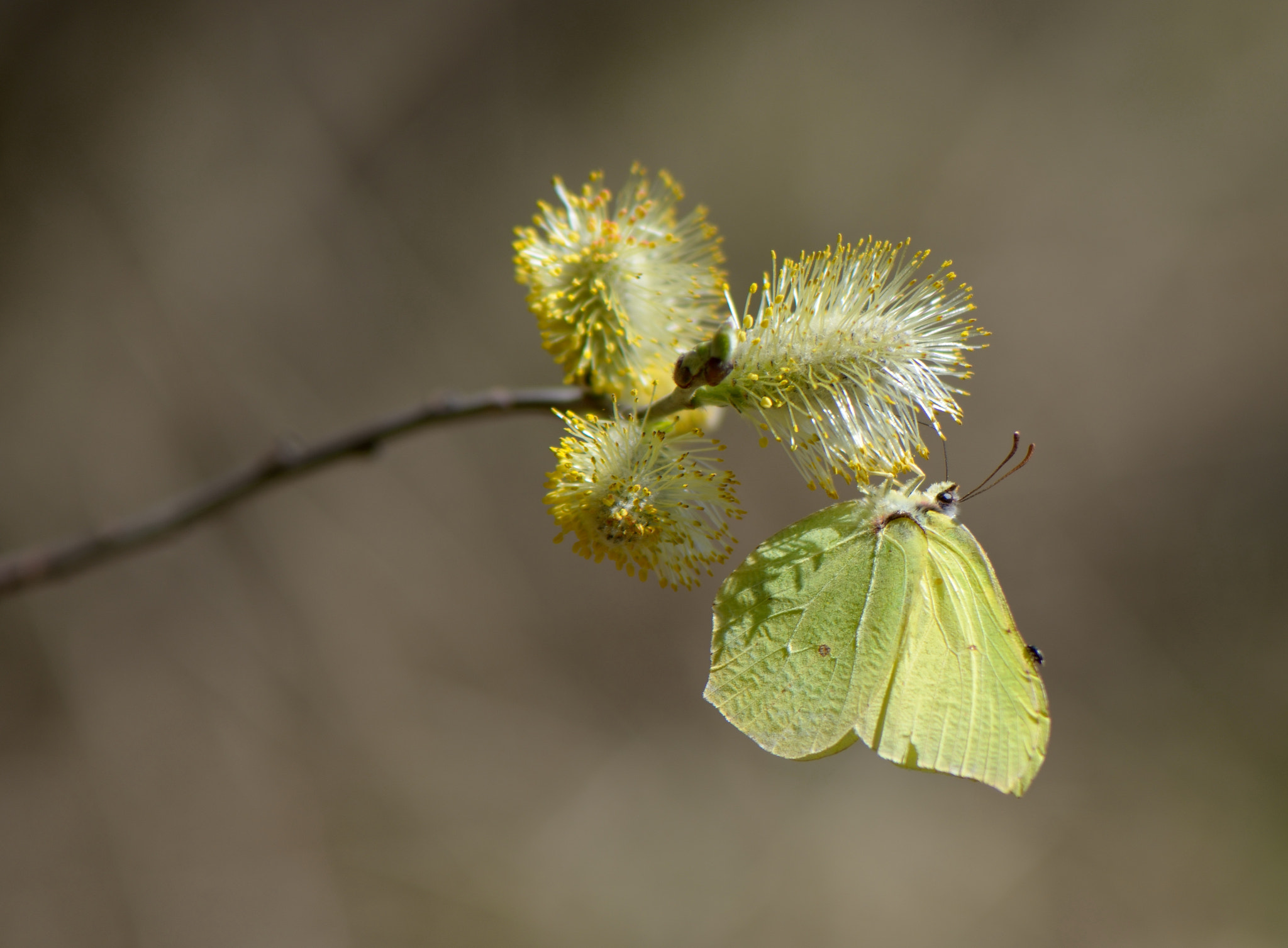 Nikon AF-S Micro-Nikkor 105mm F2.8G IF-ED VR sample photo. Gonepteryx rhamni photography