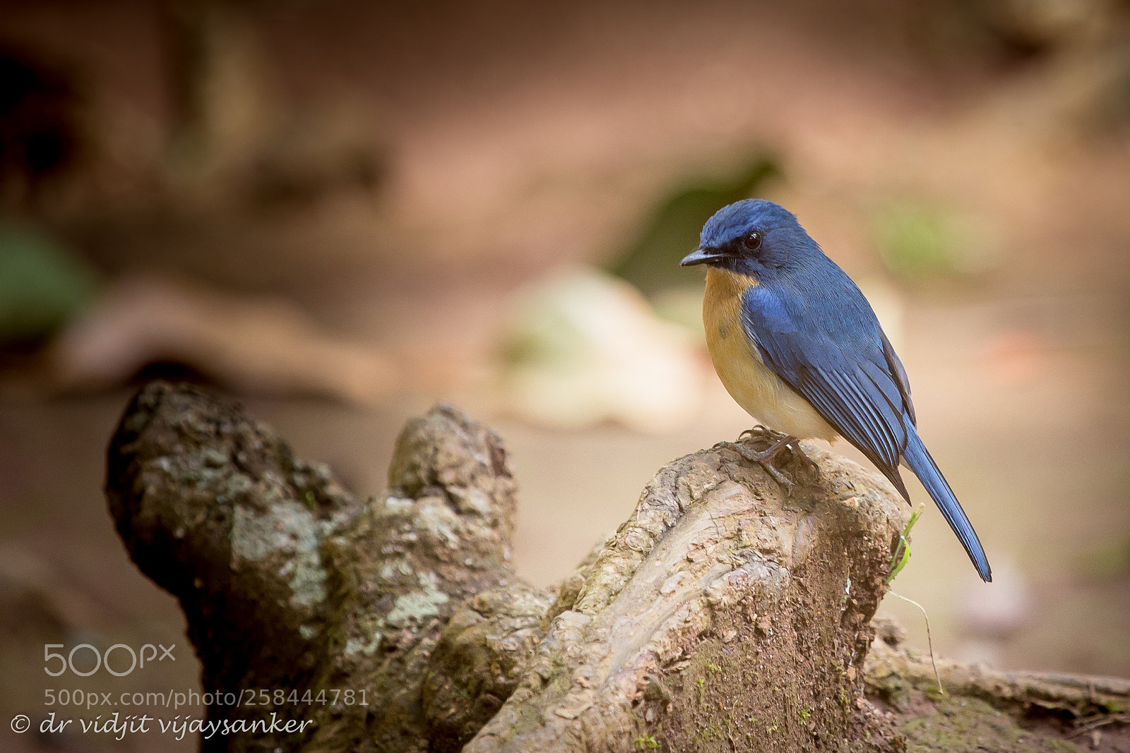 Canon EOS 6D sample photo. Tickell's blue flycatcher cyornis photography