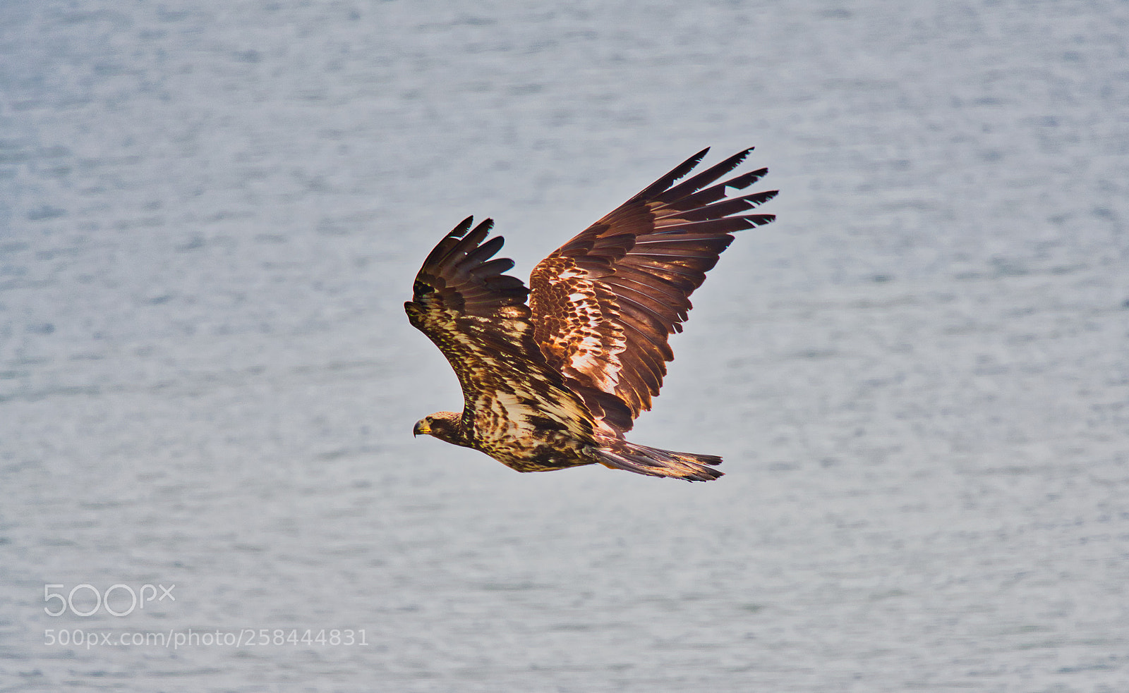 Nikon D500 sample photo. Eagle photography