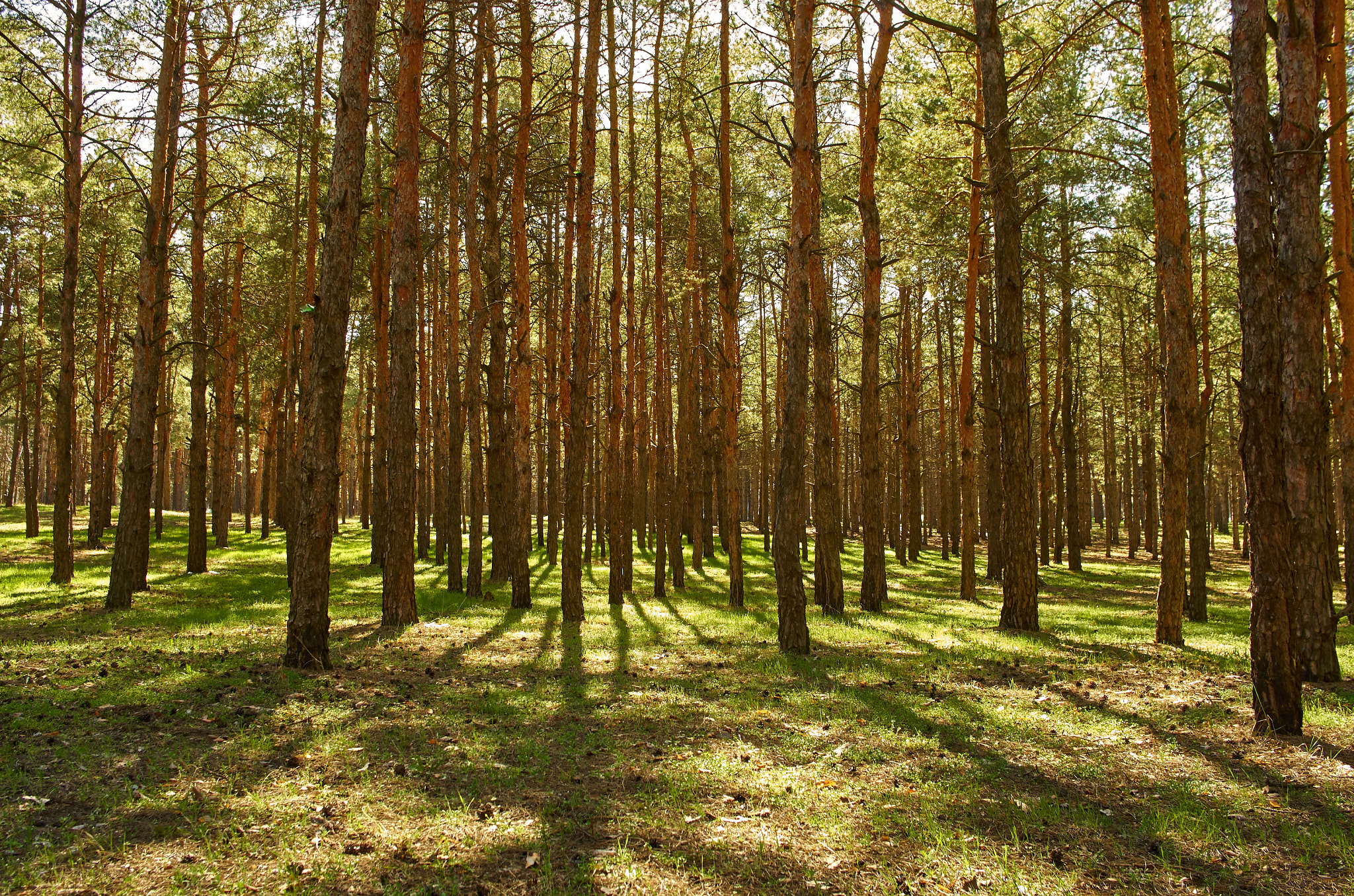 Pentax K-5 II sample photo. Forest photography