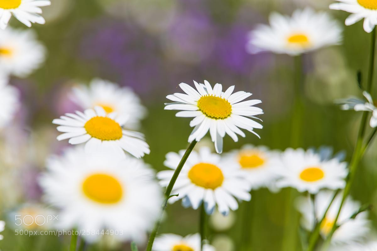 Canon EOS 6D sample photo. Daisy flowers photography