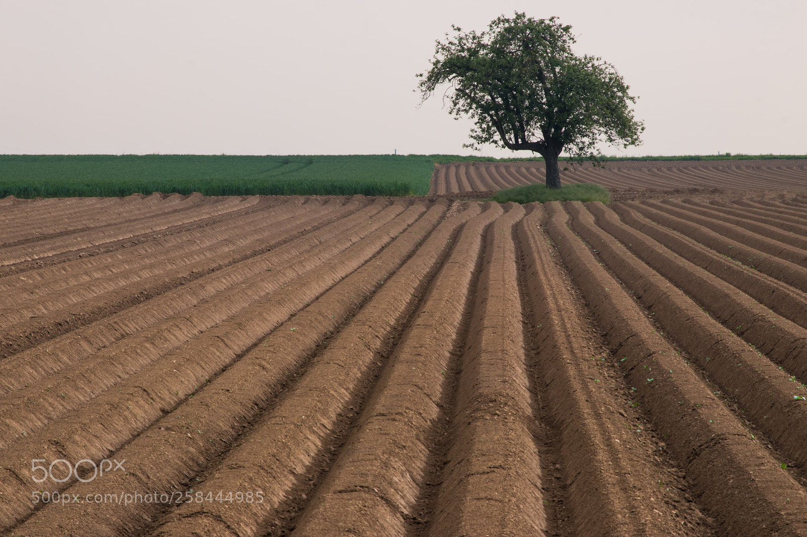 Canon EOS 80D sample photo. Summer in the fields photography