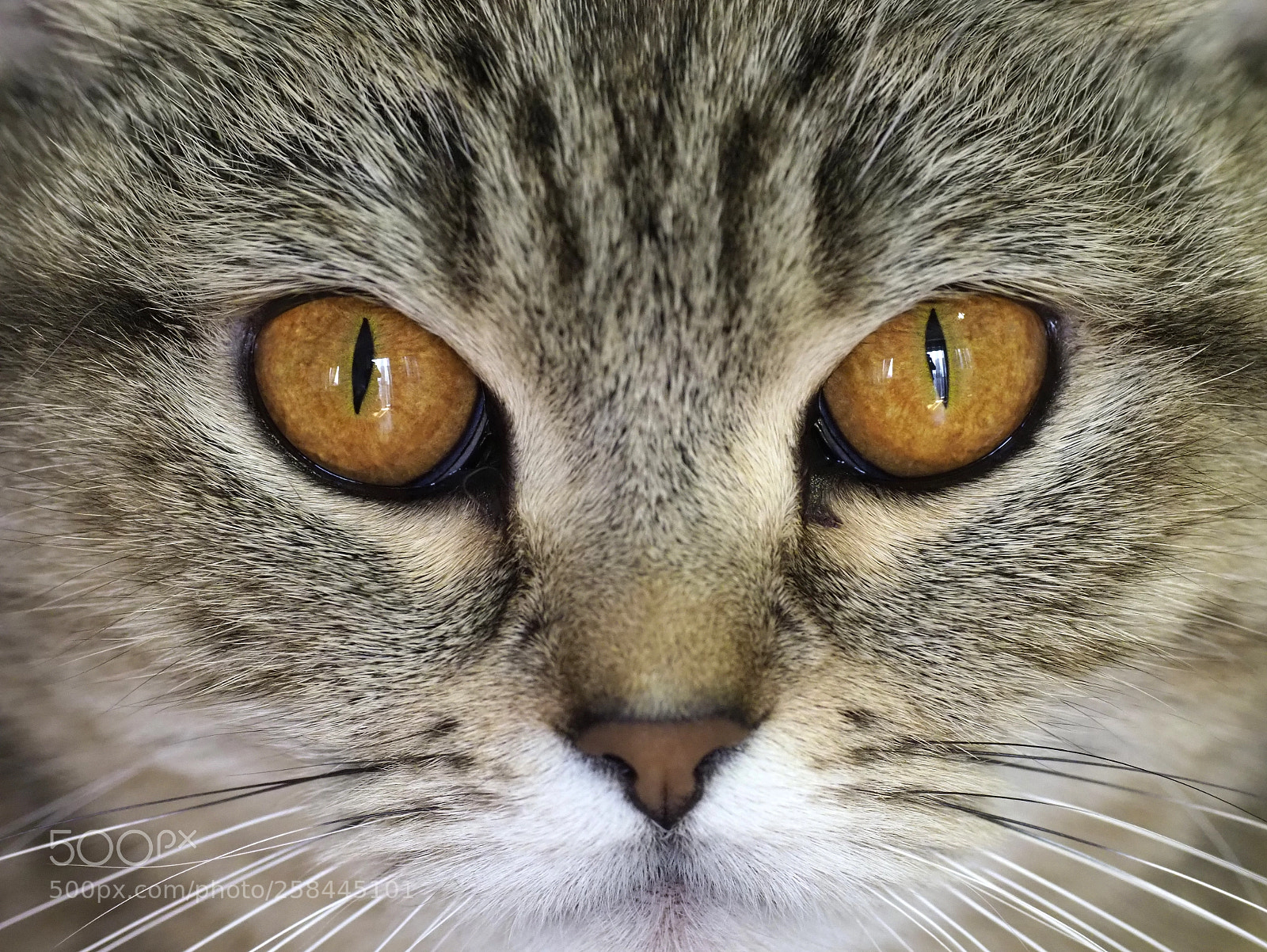 Olympus OM-D E-M1 Mark II sample photo. Cat look photography