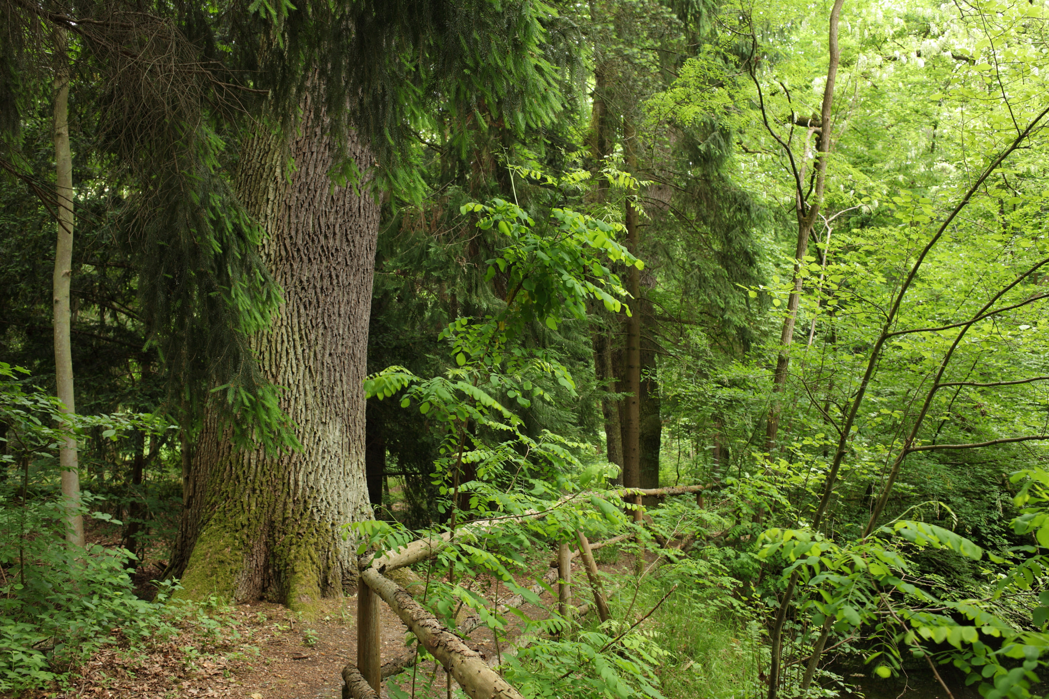 Canon EOS 5D Mark II + Canon EF 35mm F2 sample photo. Path photography