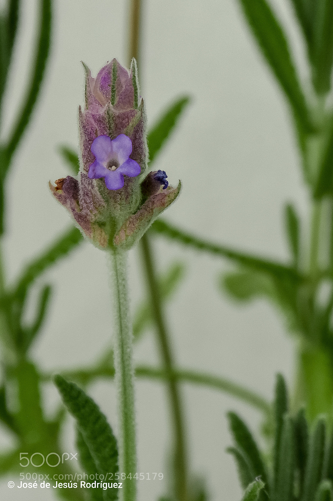 Nikon D7200 sample photo. So lonely photography