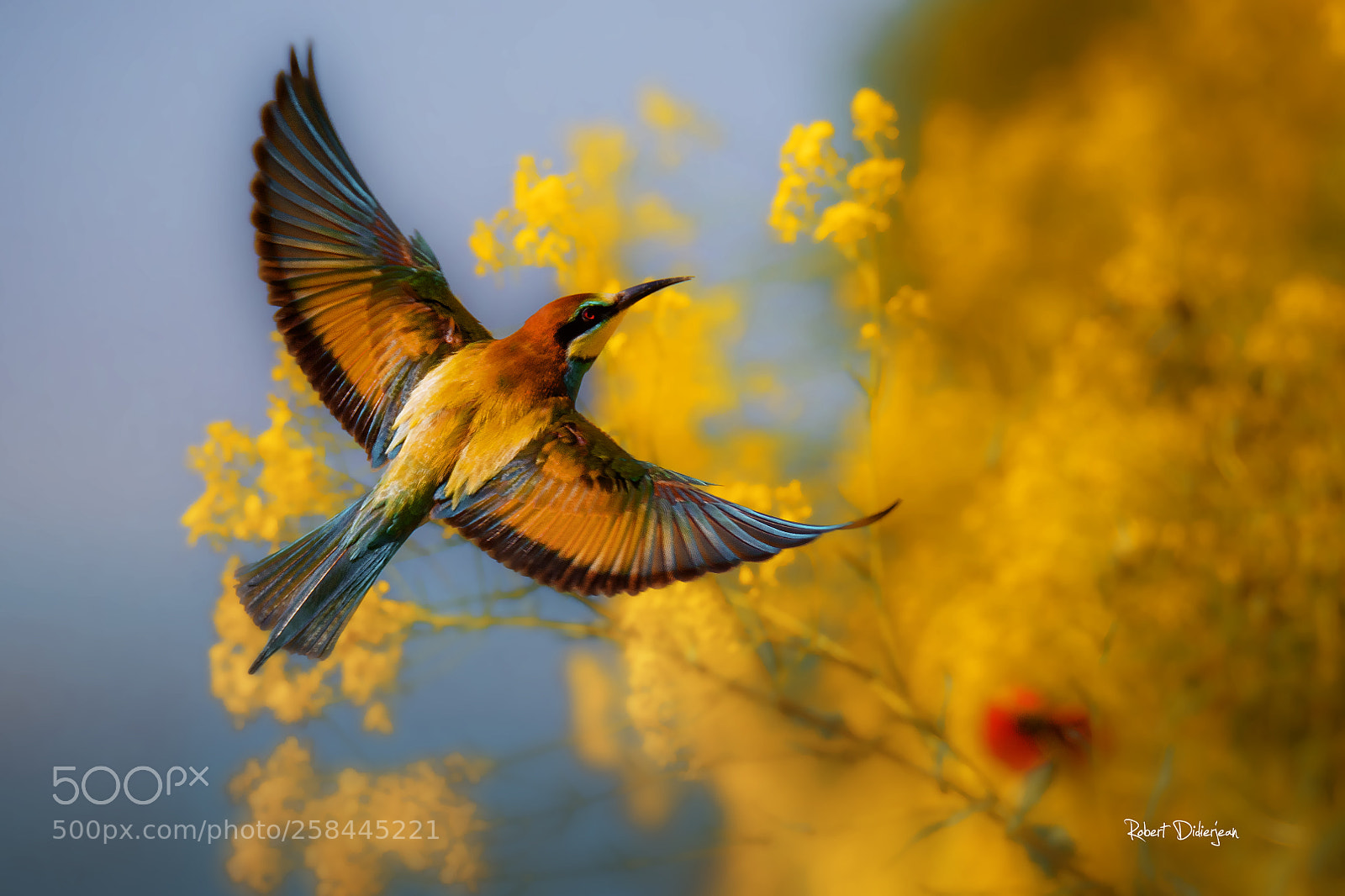 Nikon D810 sample photo. Bee eater in the photography