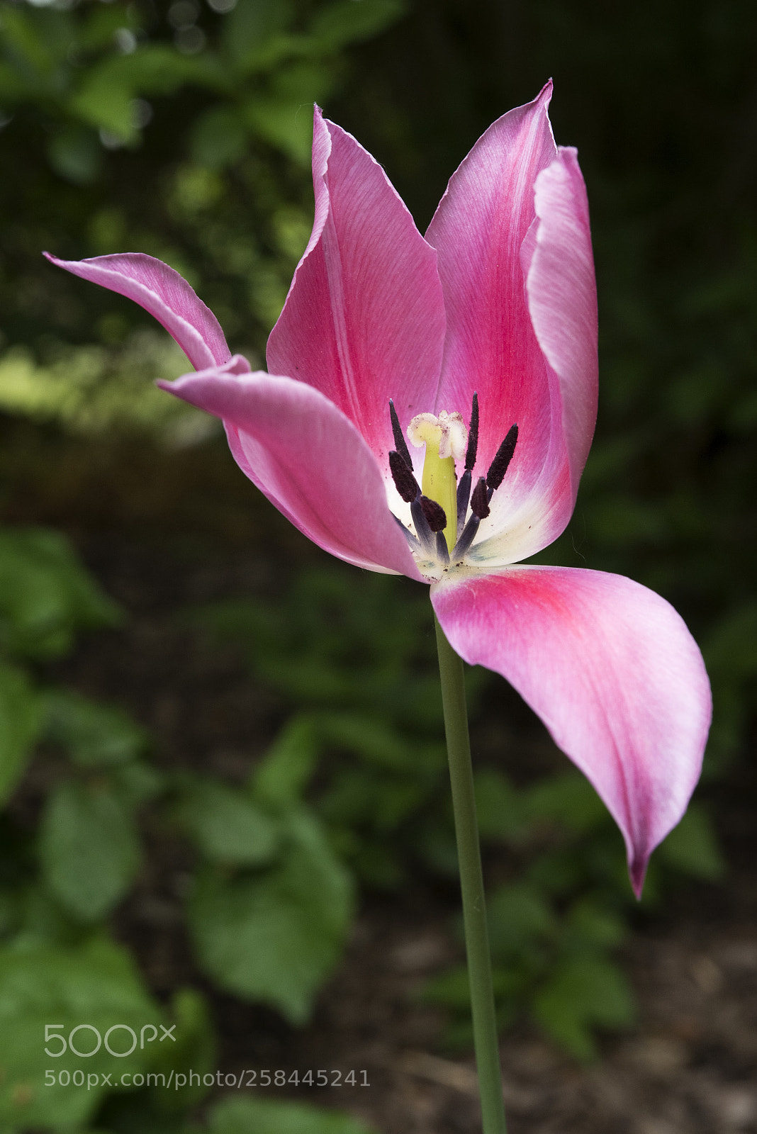 Nikon D750 sample photo. Last tulip in the photography