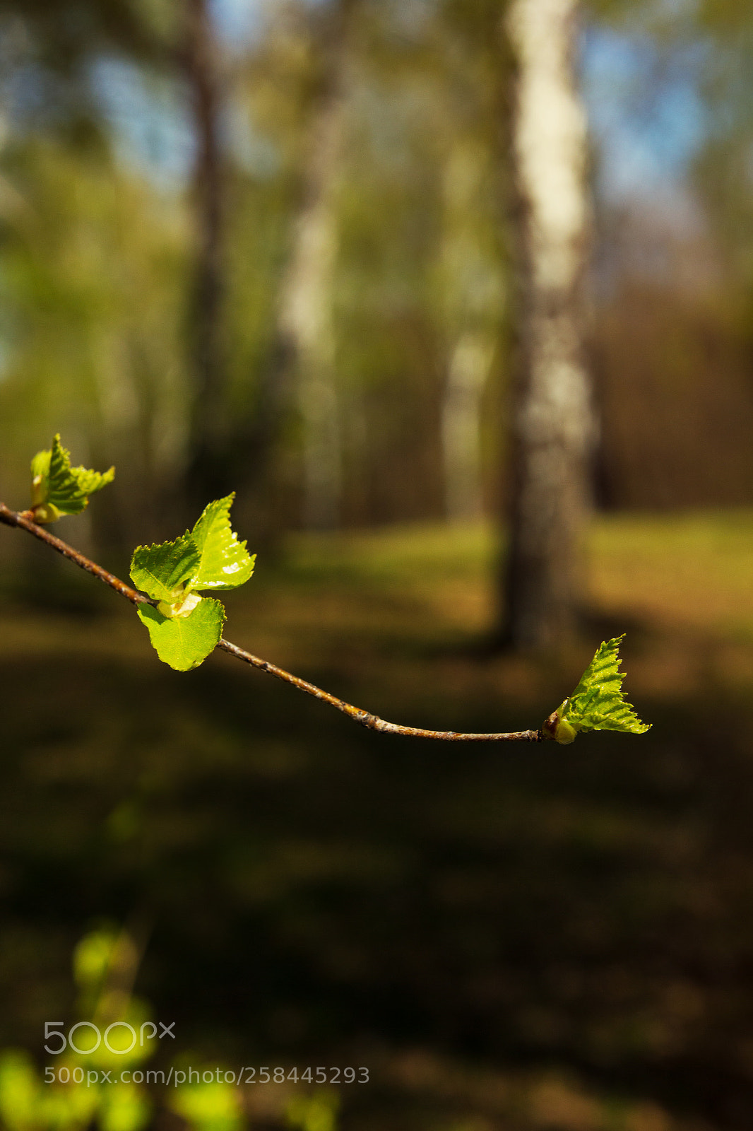 Canon EOS 550D (EOS Rebel T2i / EOS Kiss X4) sample photo. Young leaves on a photography