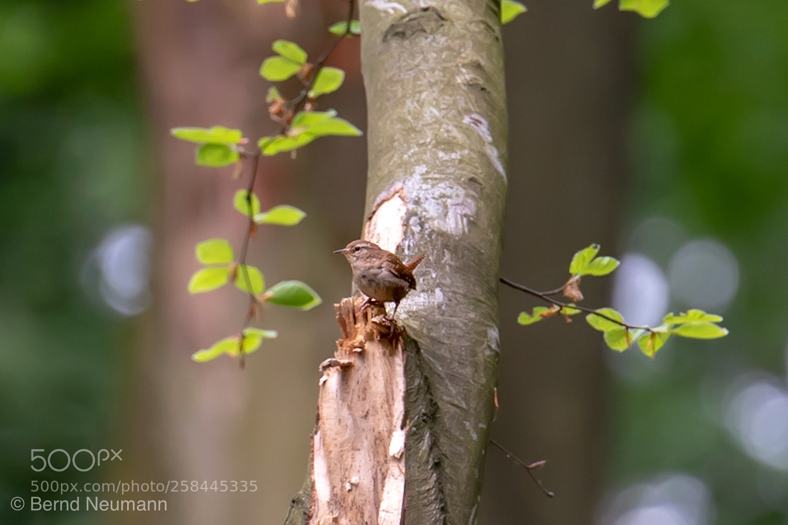 Nikon D750 sample photo. Piepmatz photography