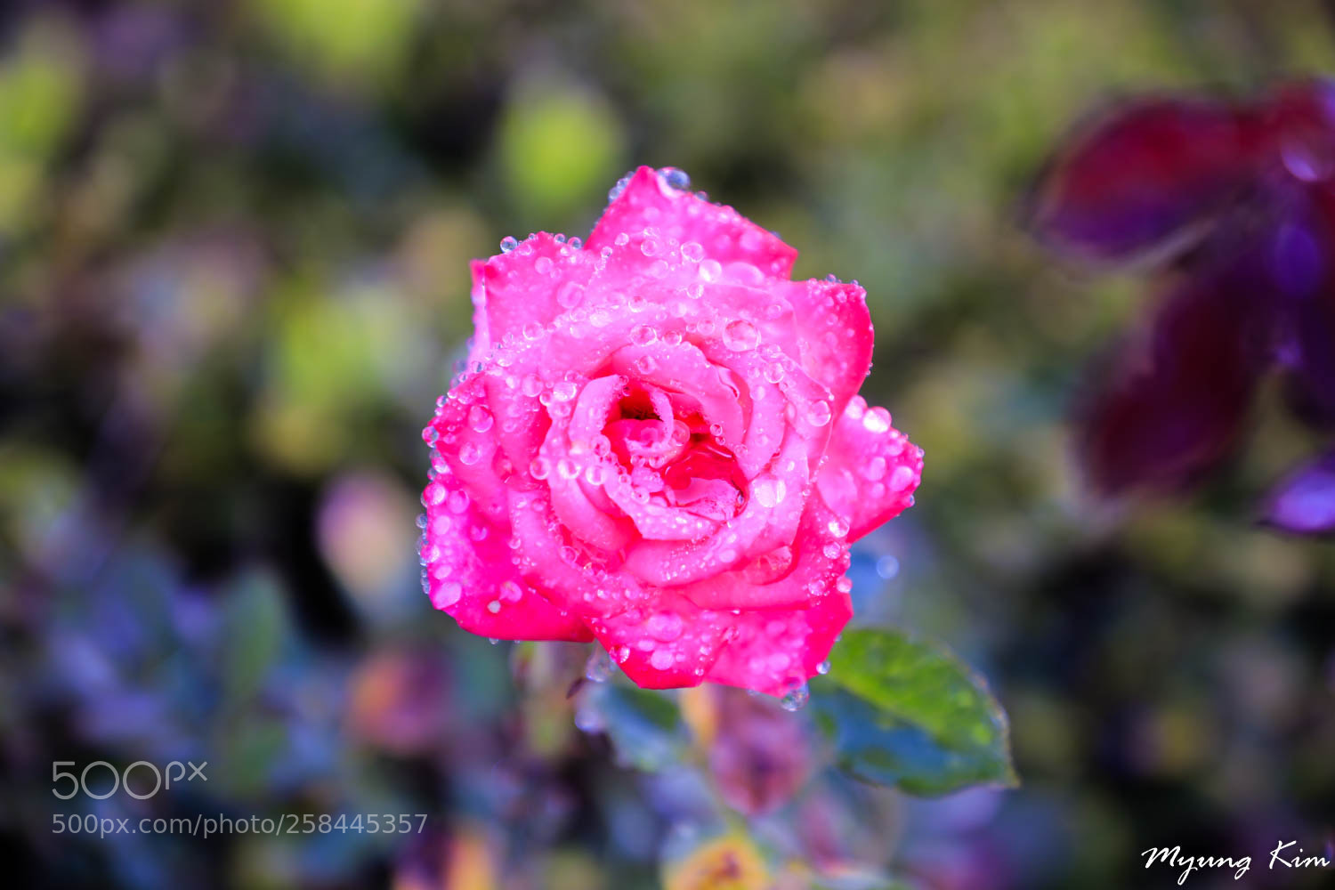 Canon EOS 5D Mark IV sample photo. 3p5a8291-2.jpg photography