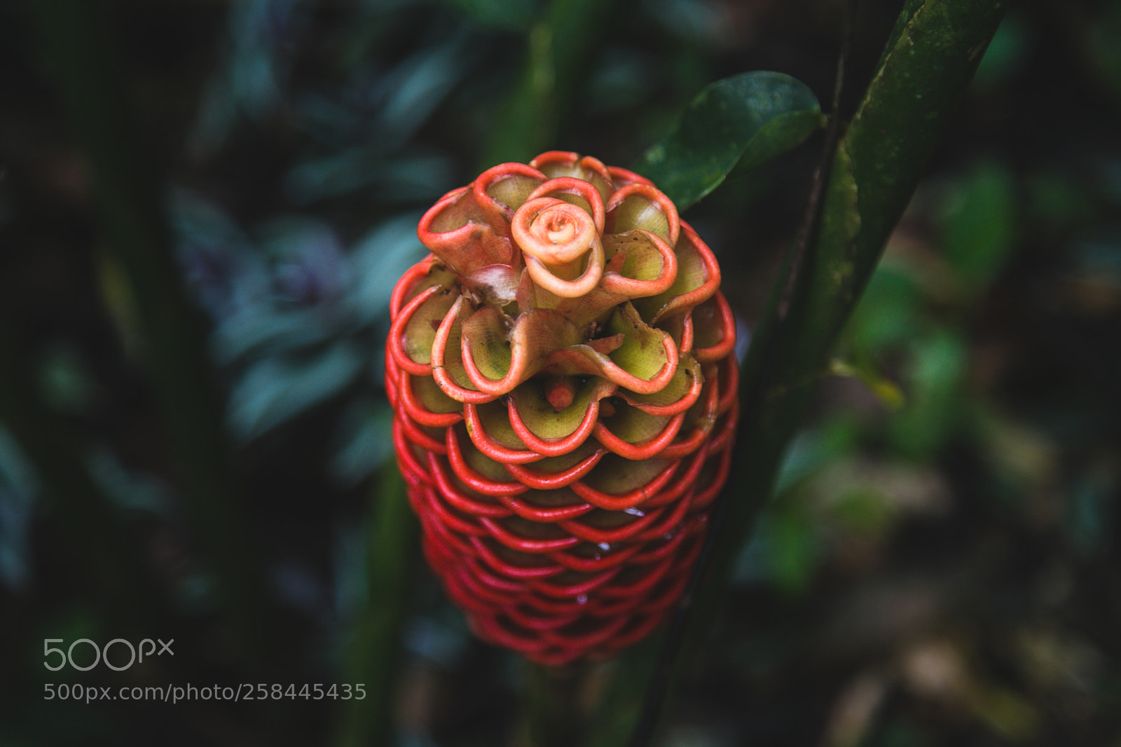 Canon EOS 6D sample photo. Exotic red flower from photography