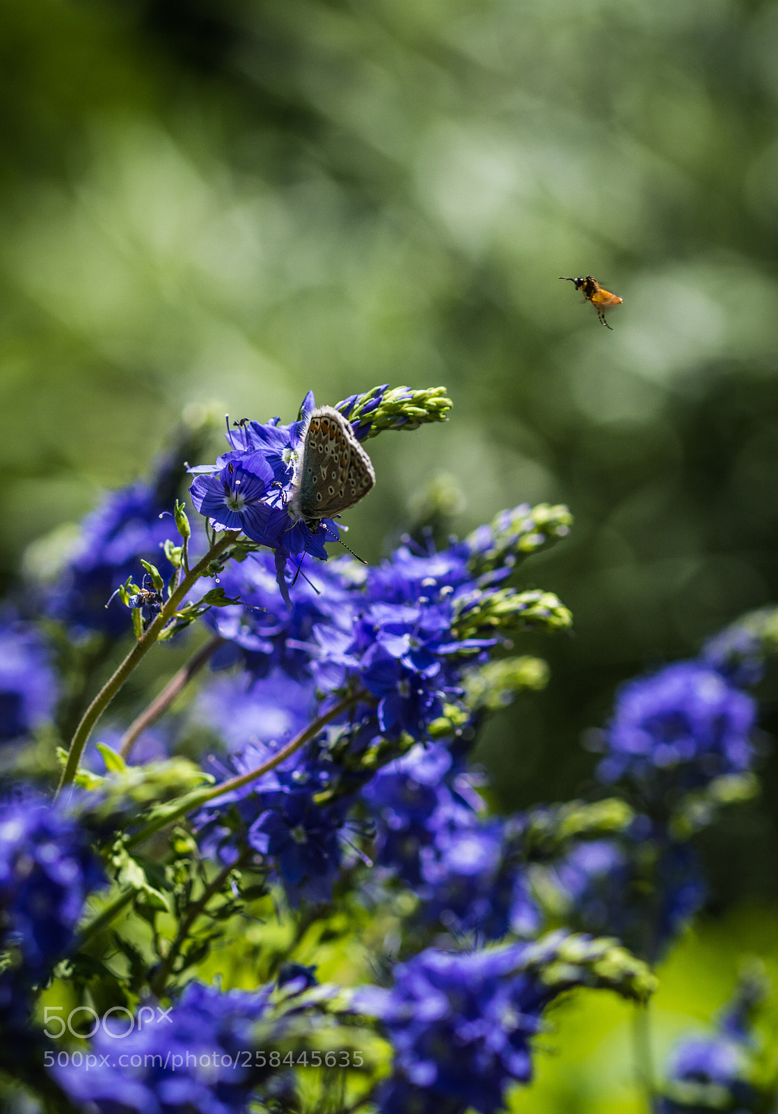 Nikon D5200 sample photo. Natura photography