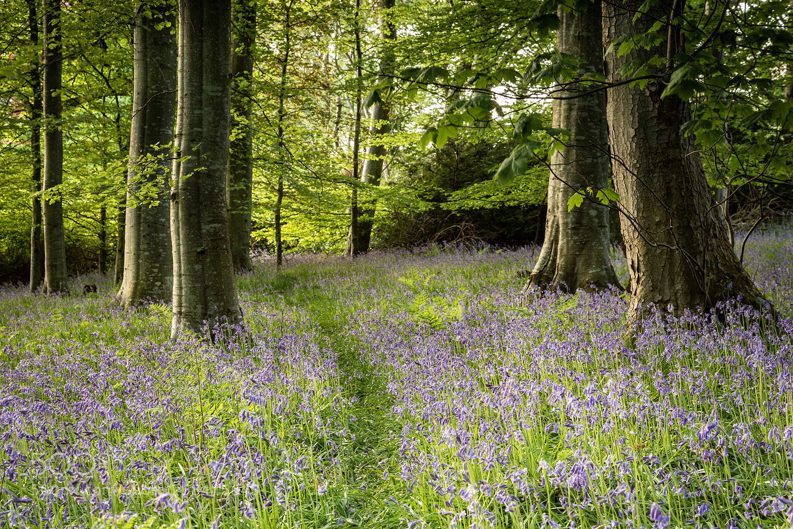Canon EOS 6D sample photo. Bluebell wood photography