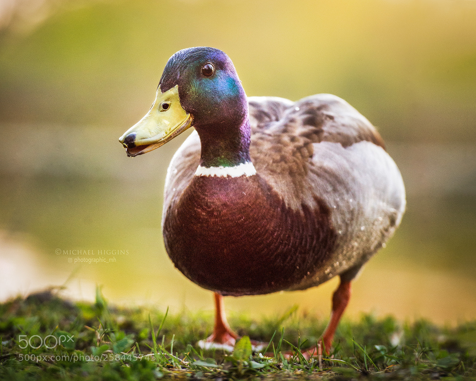 Nikon D610 sample photo. Evening, mallard photography
