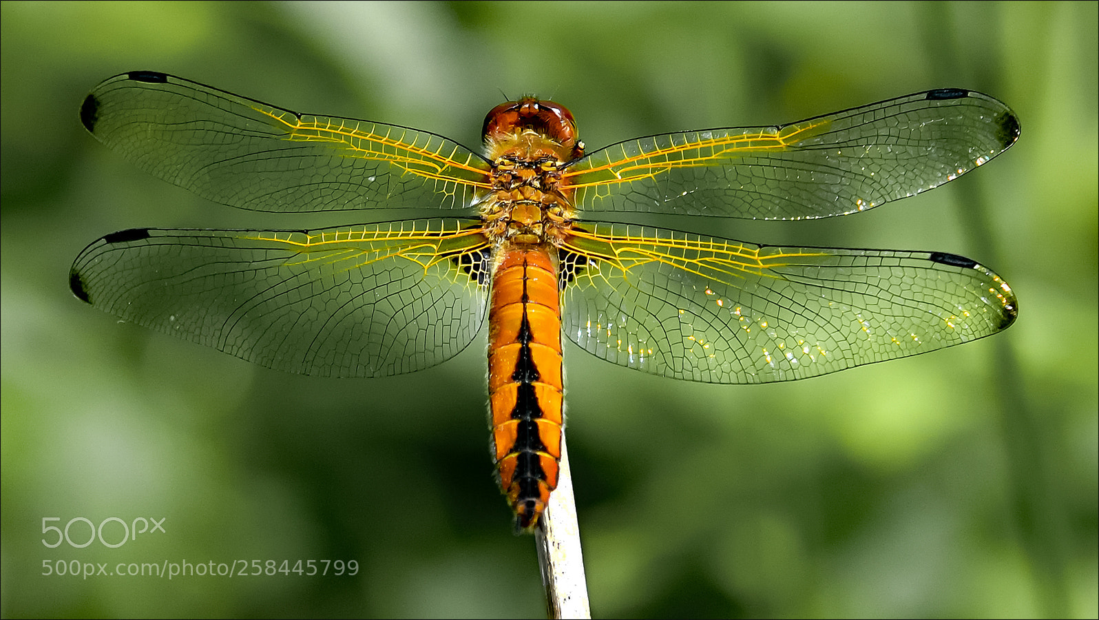 Nikon D500 sample photo. Dragonfly photography