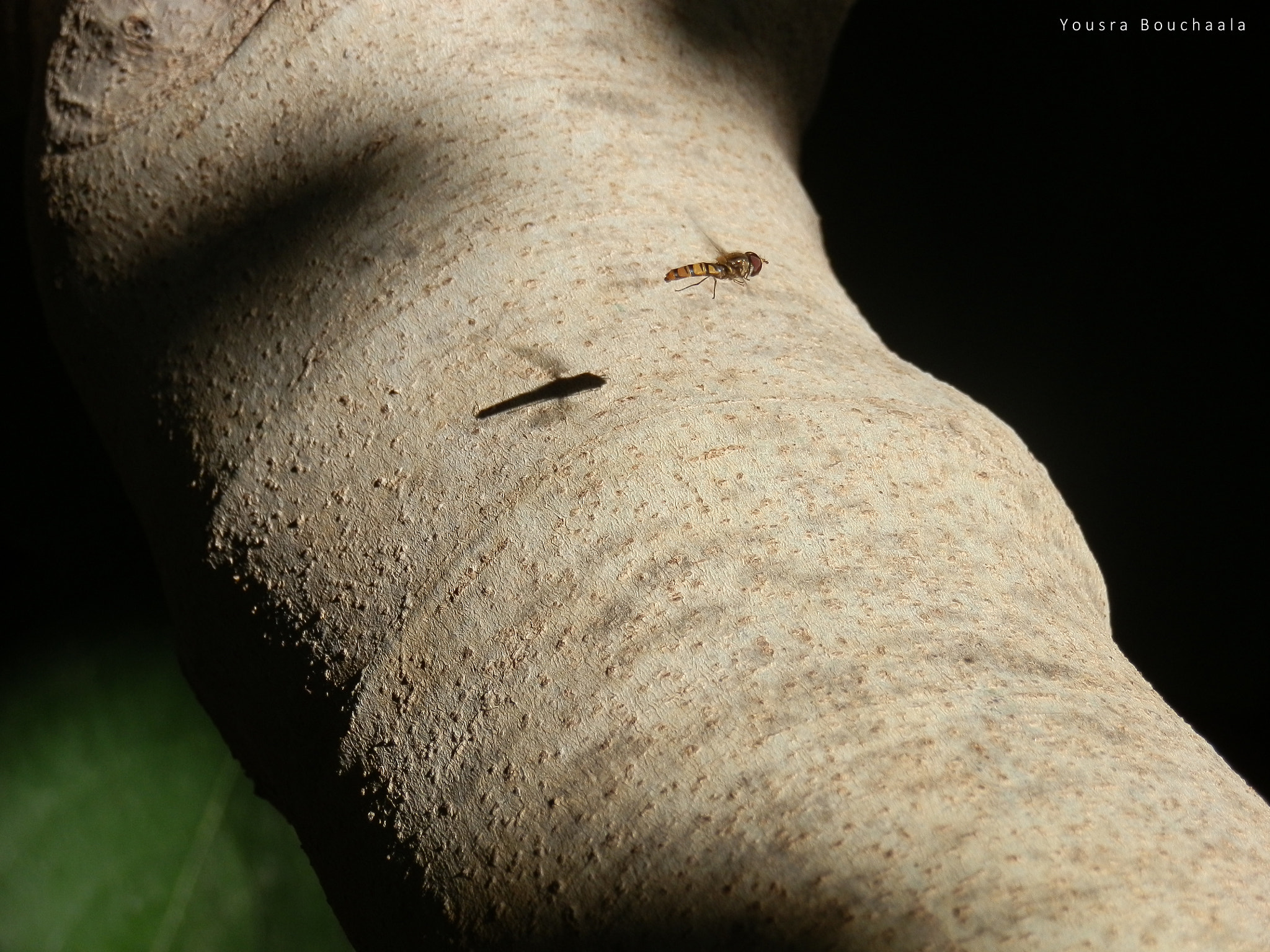 Olympus SZ-10 sample photo. Hoverfly photography