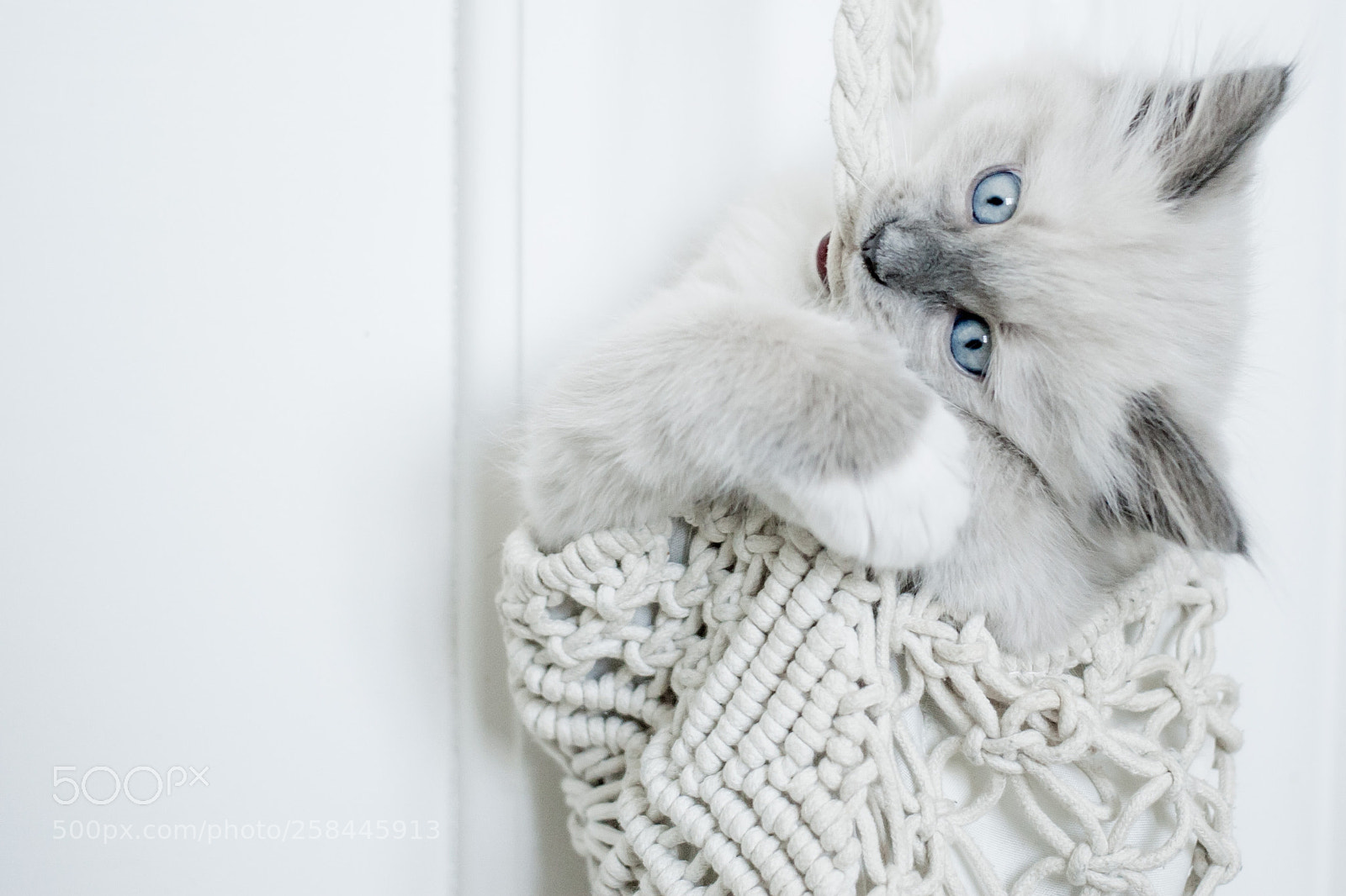 Canon EOS 30D sample photo. Erna the cat photography