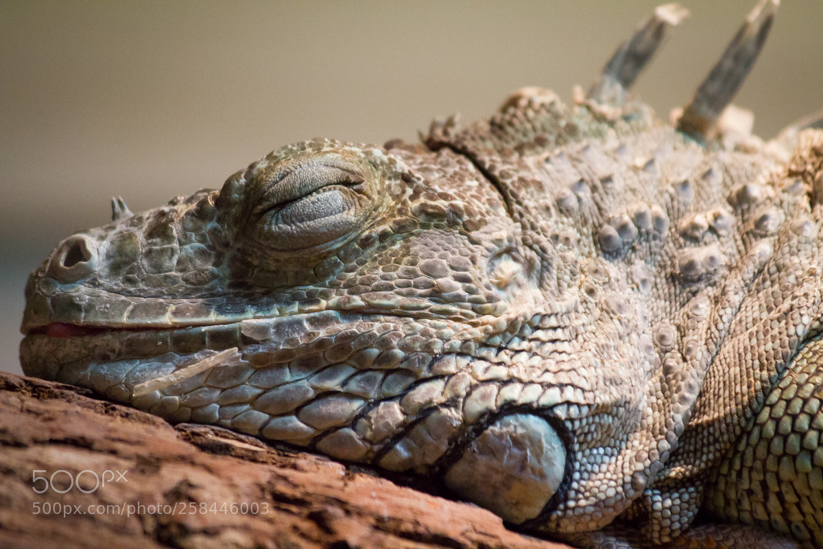 Canon EOS 7D sample photo. Shhh...don't wake the dragon photography