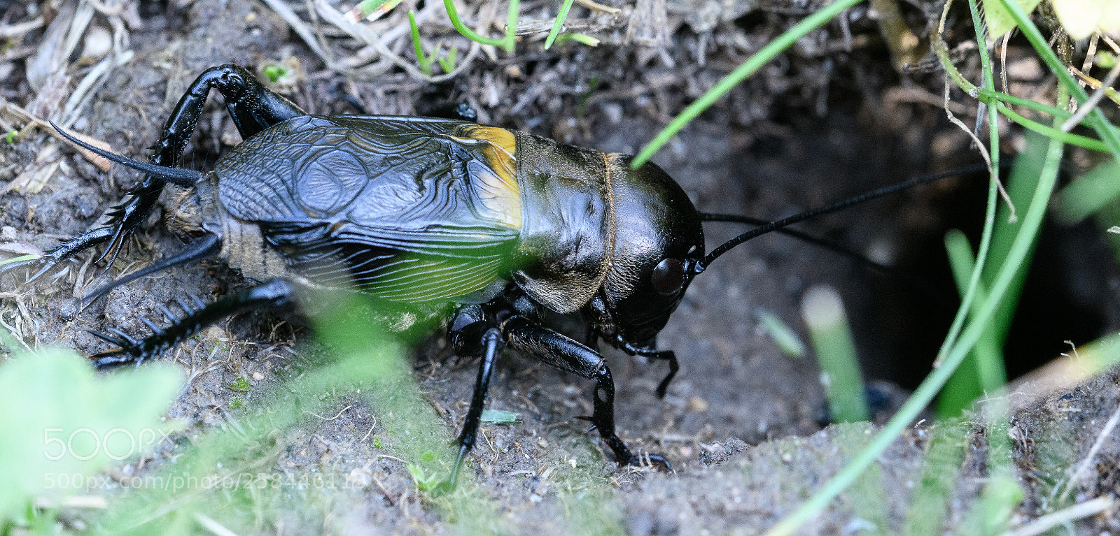 Nikon D850 sample photo. Cricket in garden photography