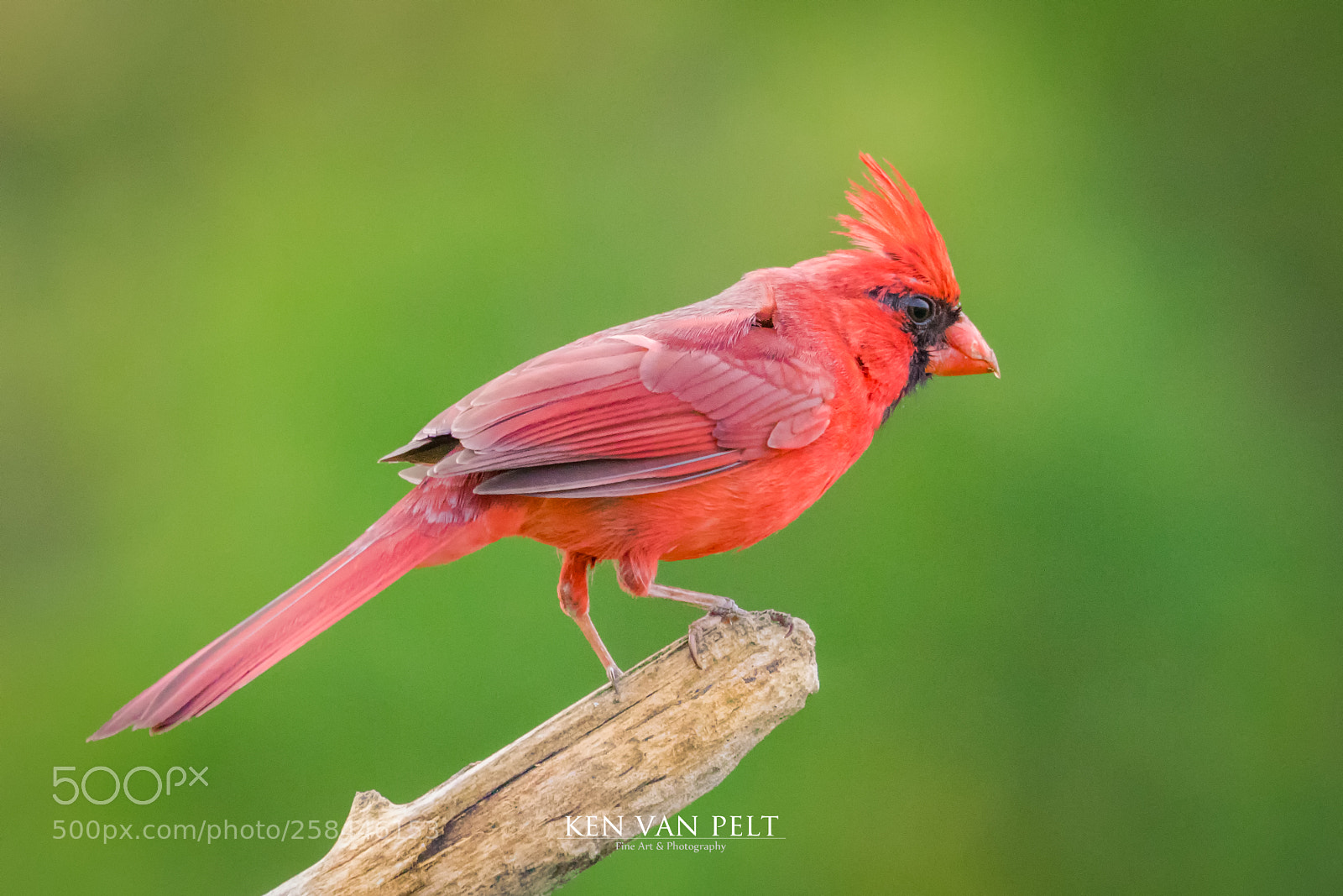 Canon EOS 7D Mark II sample photo. Adult male northern cardinal photography