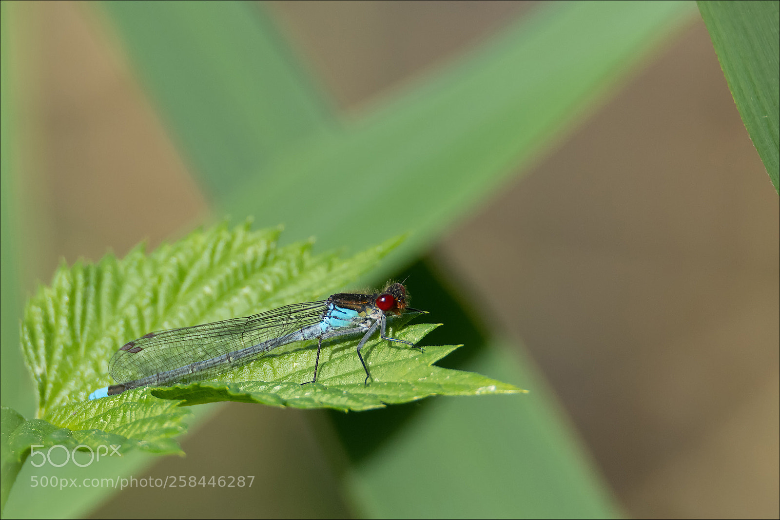 Nikon D850 sample photo. Small redeye / kleines granatauge photography