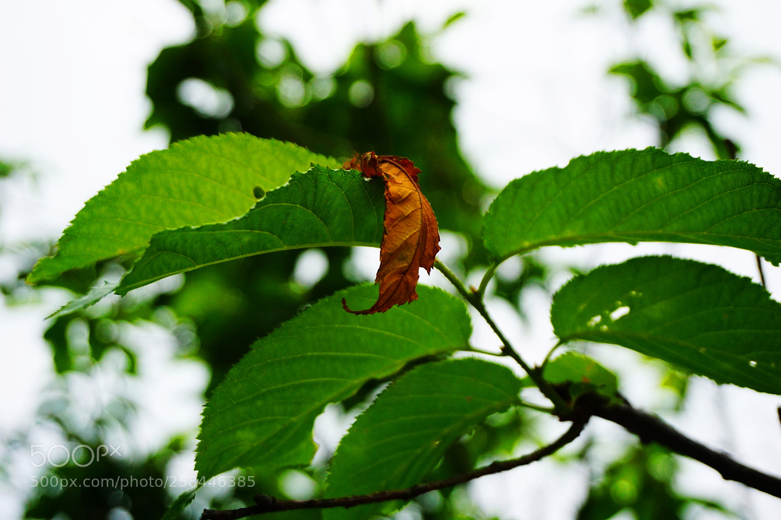 Sony a5100 sample photo. Dead leaves and green photography