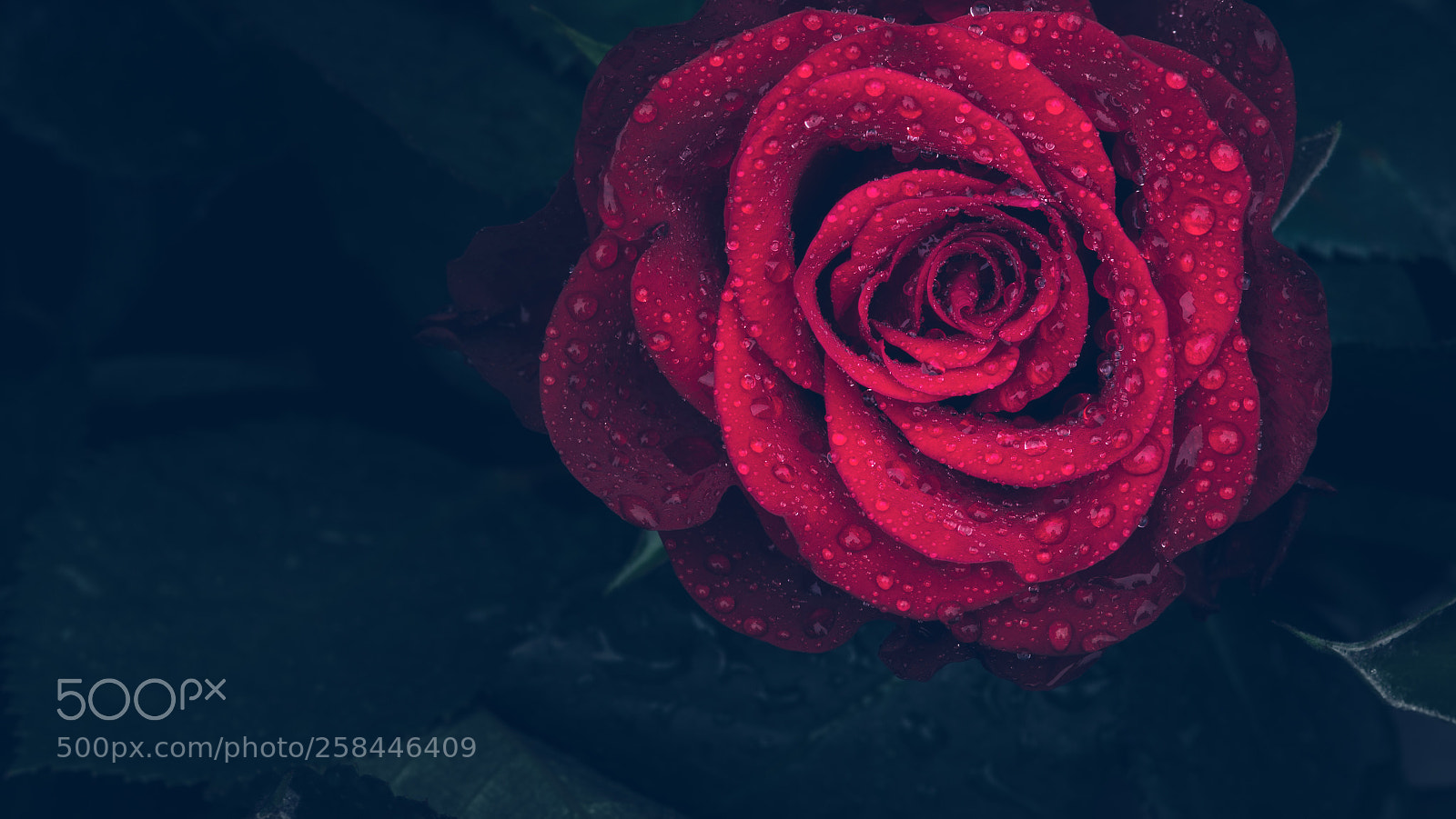 Sony SLT-A58 sample photo. Red wet rose photography