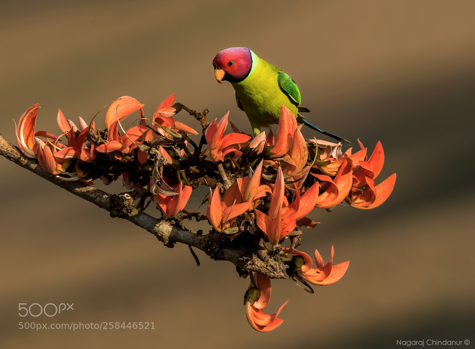 Nikon D5 sample photo. Plum headed parakeet photography
