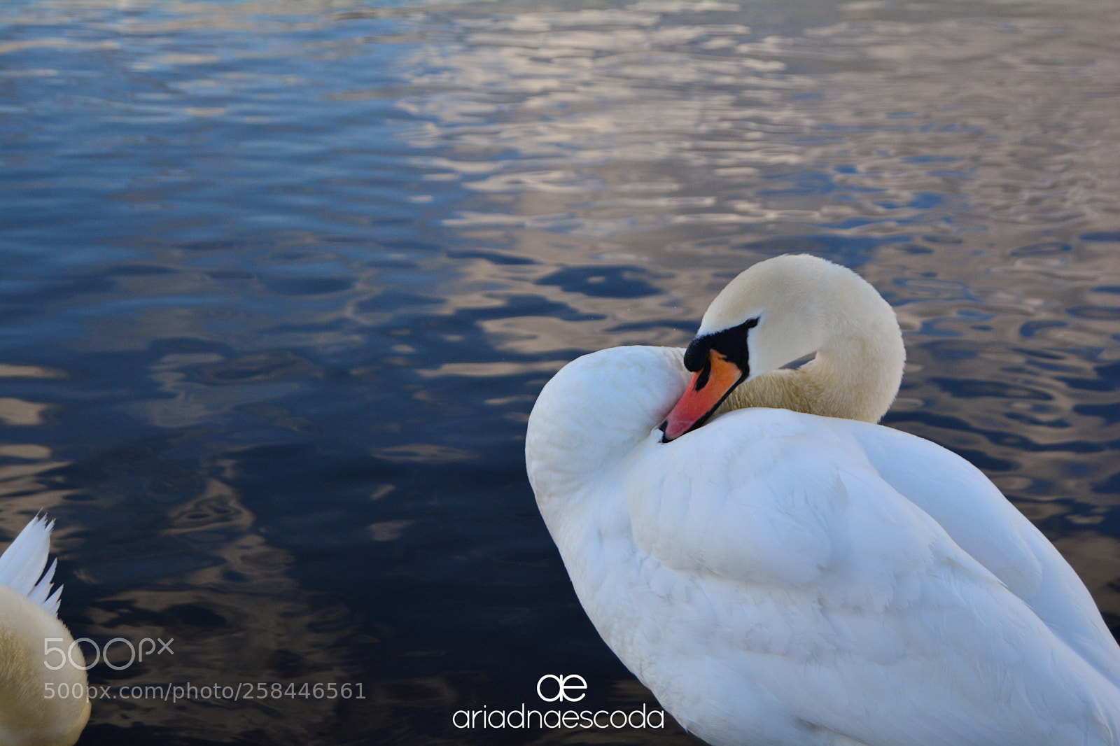 Nikon D5200 sample photo. English swan photography