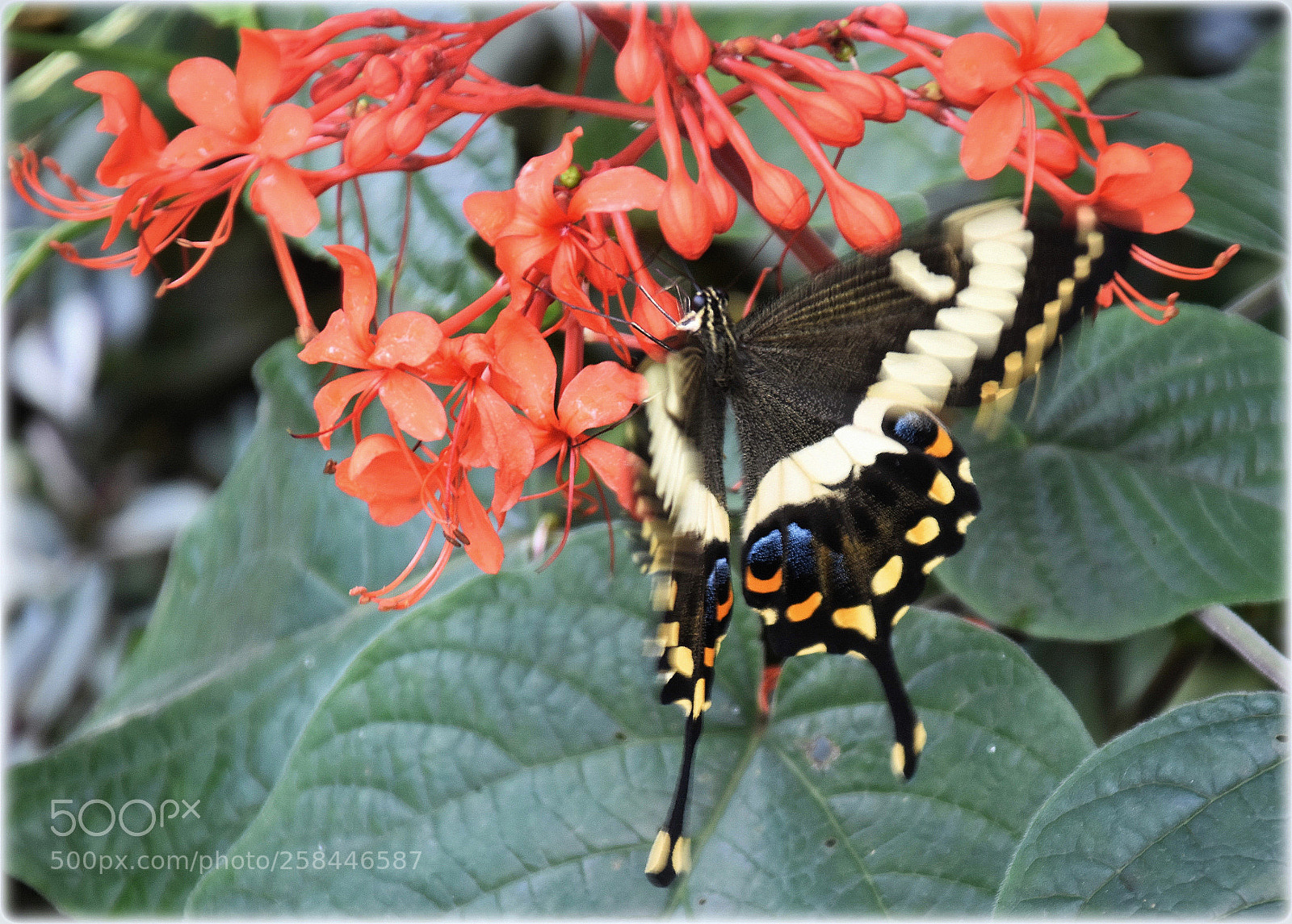 Nikon D7200 sample photo. "dancing with red fire" photography