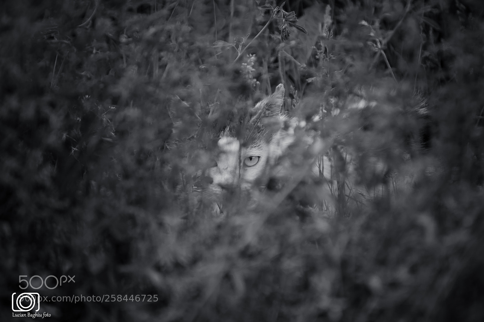 Nikon D7200 sample photo. I see you.. photography