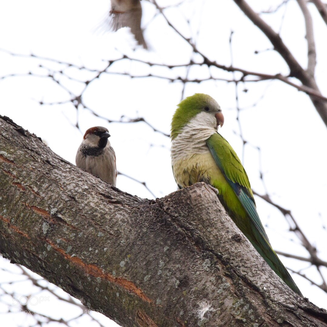 Nikon D3300 sample photo. Bird of a feather photography