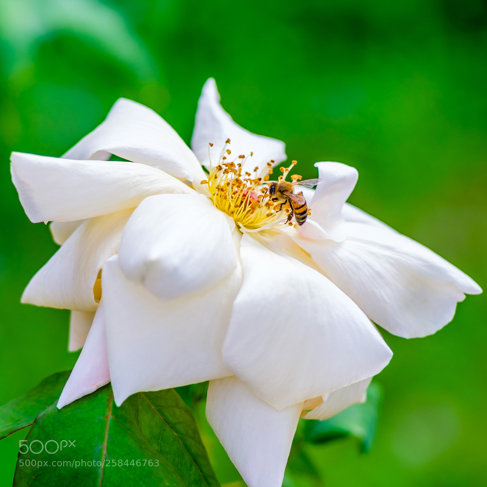 Fujifilm X-T1 sample photo. Blossom photography