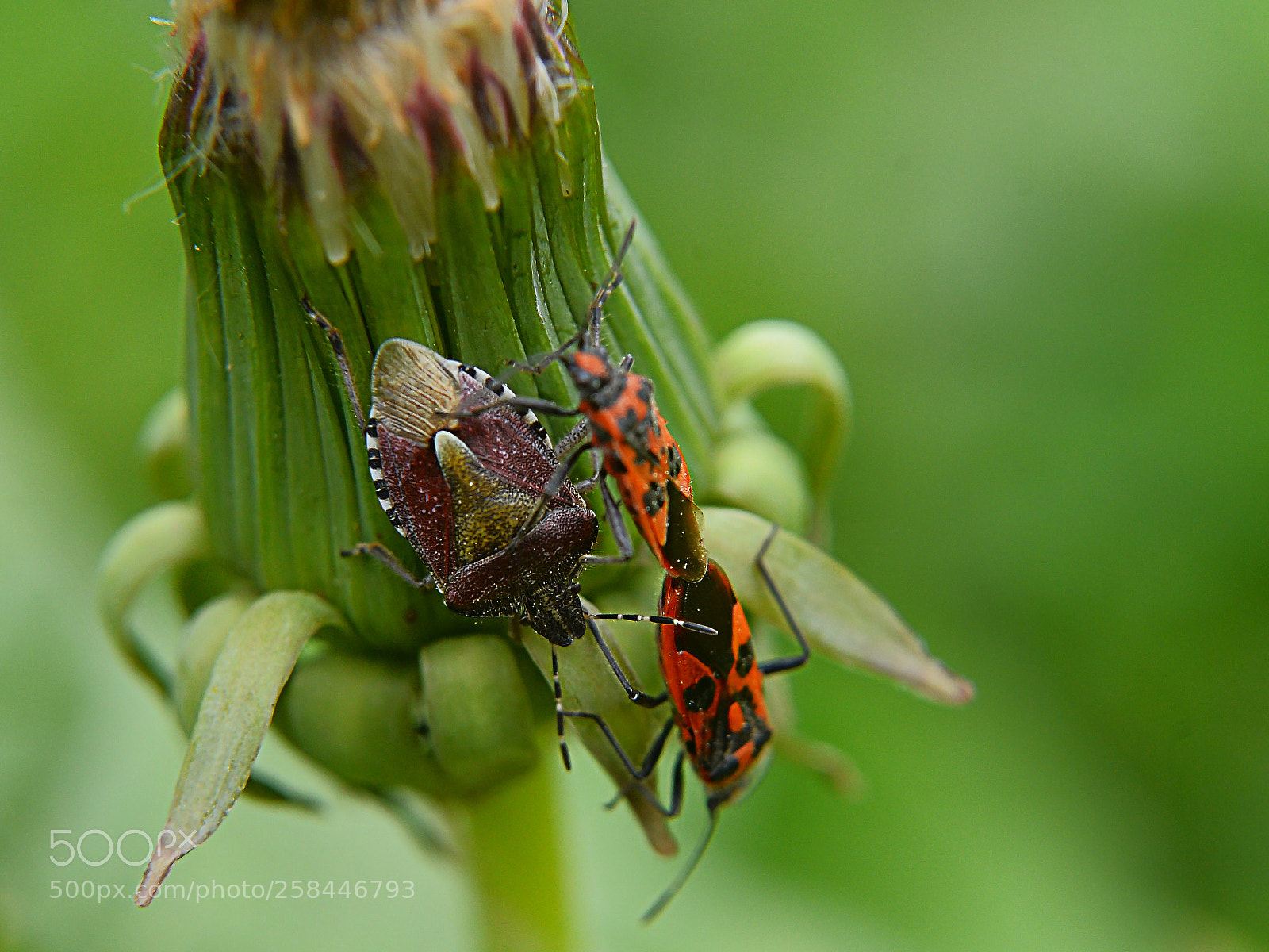 Nikon D4 sample photo. насекомые photography