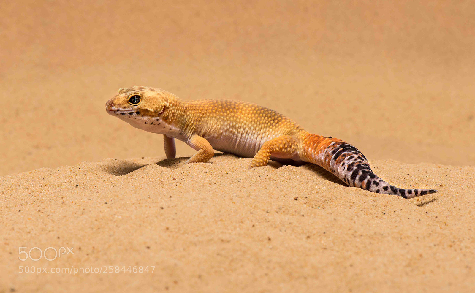Nikon D800 sample photo. Gecko photography